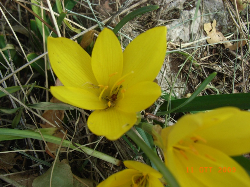 Sternbergia lutea